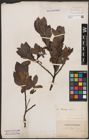 Foto von Salix barclayi Andersson